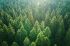 Foto: Wald