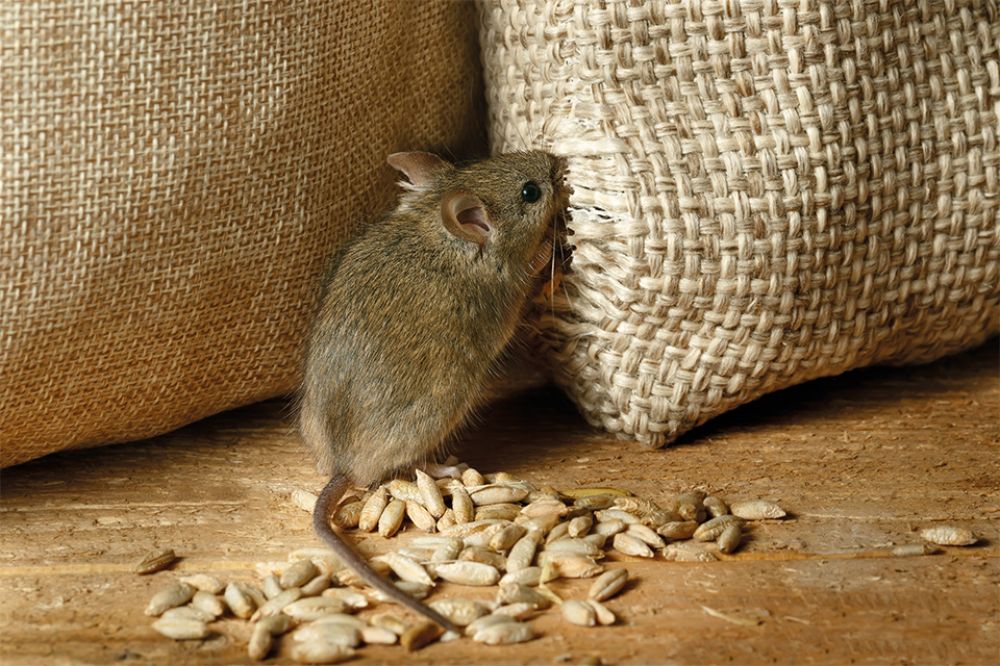 Maus knabbert an Sack Getreide