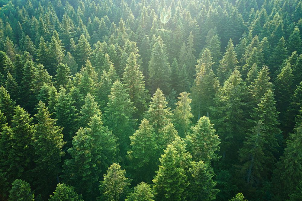 Wald